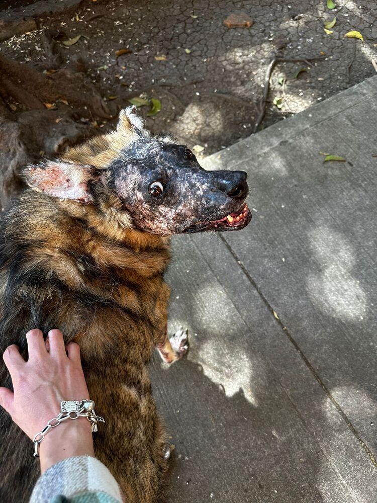 KOA, a Adoptable mixed breed in Langley, BC image 3/6