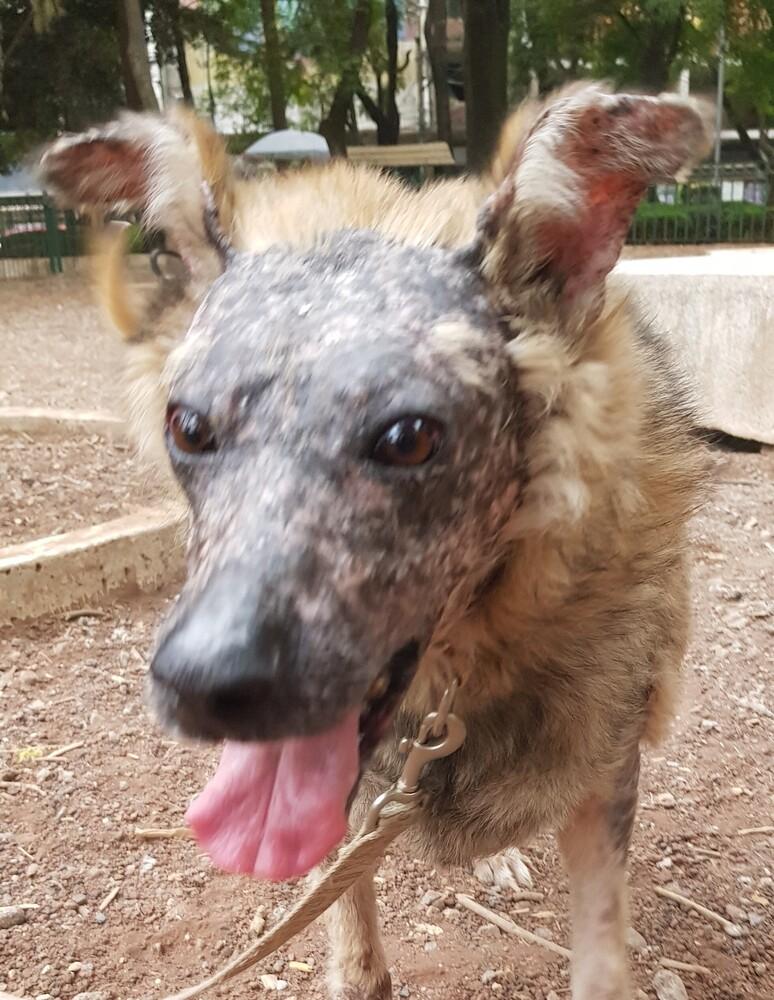 KOA, a Adoptable mixed breed in Langley, BC image 4/6