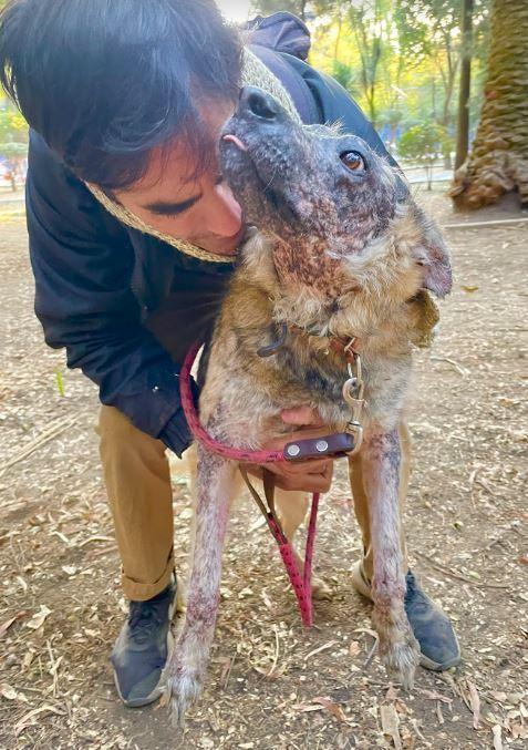 KOA, a Adoptable mixed breed in Langley, BC image 5/6