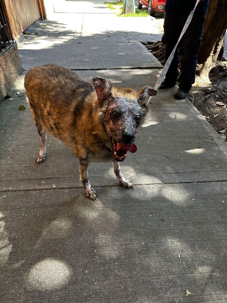 KOA, Adoptable, Adult Female Shepherd.
