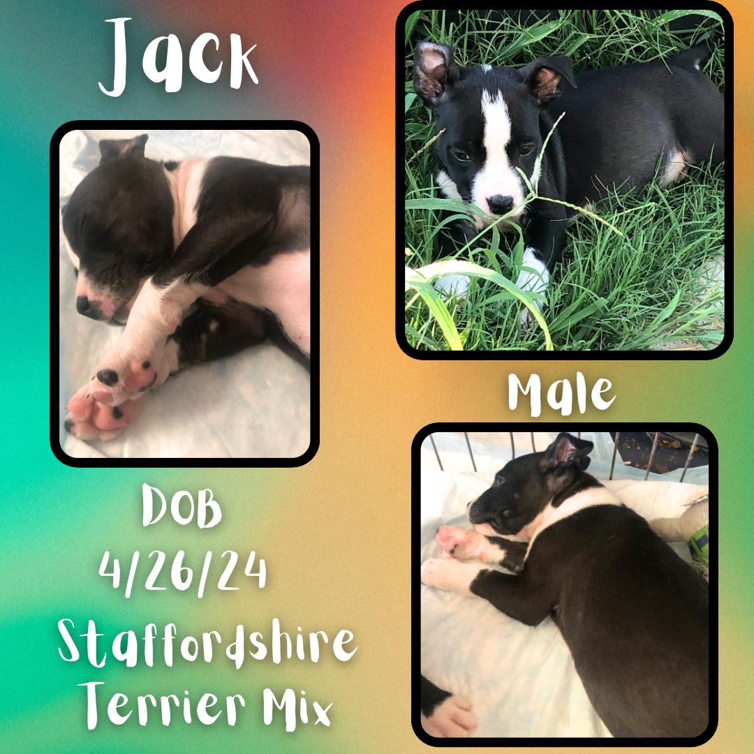 Dog for adoption Jack, an American Staffordshire Terrier & Terrier