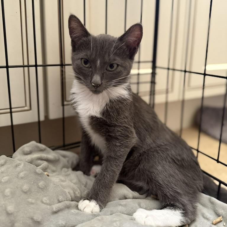 Dennis, Adoptable, Kitten Male Domestic Short Hair.