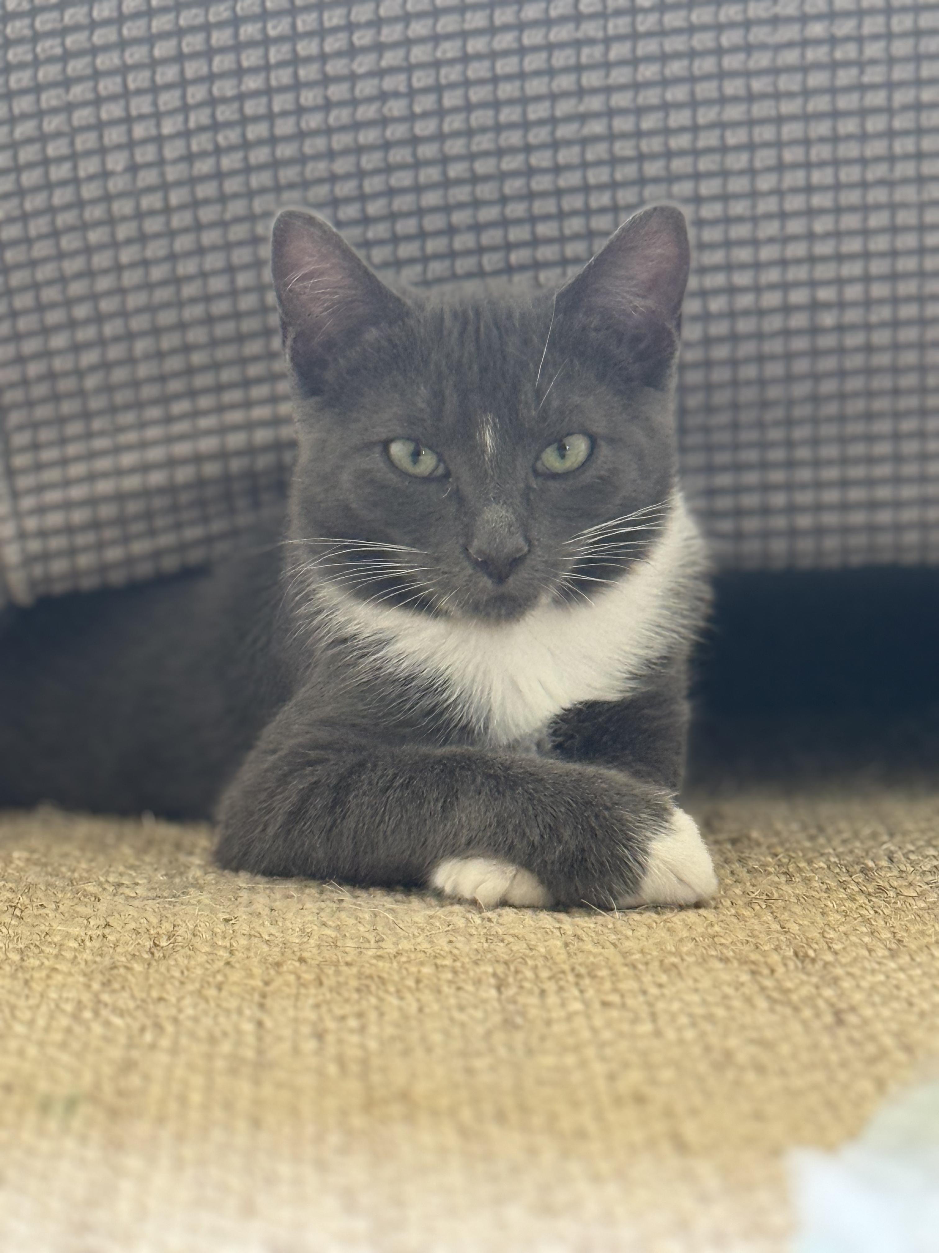 Enlarge Dennis, a Adoptable Domestic Short Hair in Los Angeles, CA image 1/6