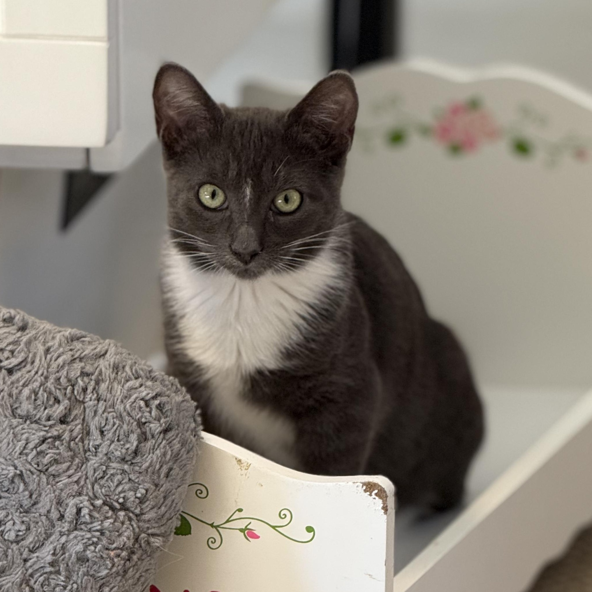 Enlarge Dennis, a Adoptable Domestic Short Hair in Los Angeles, CA image 4/6