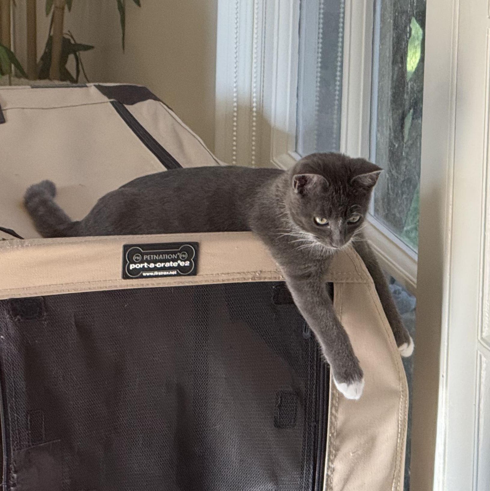 Enlarge Dennis, a Adoptable Domestic Short Hair in Los Angeles, CA image 5/6