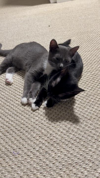 Enlarge Dennis, a Adoptable Domestic Short Hair in Los Angeles, CA video 6/6