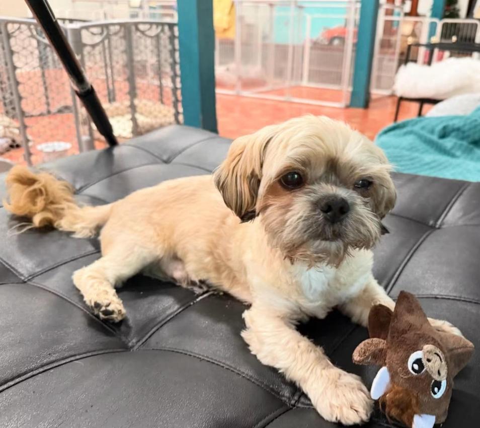 Enlarge Enzo, an adopted Shih Tzu in Foster, RI image 2/5