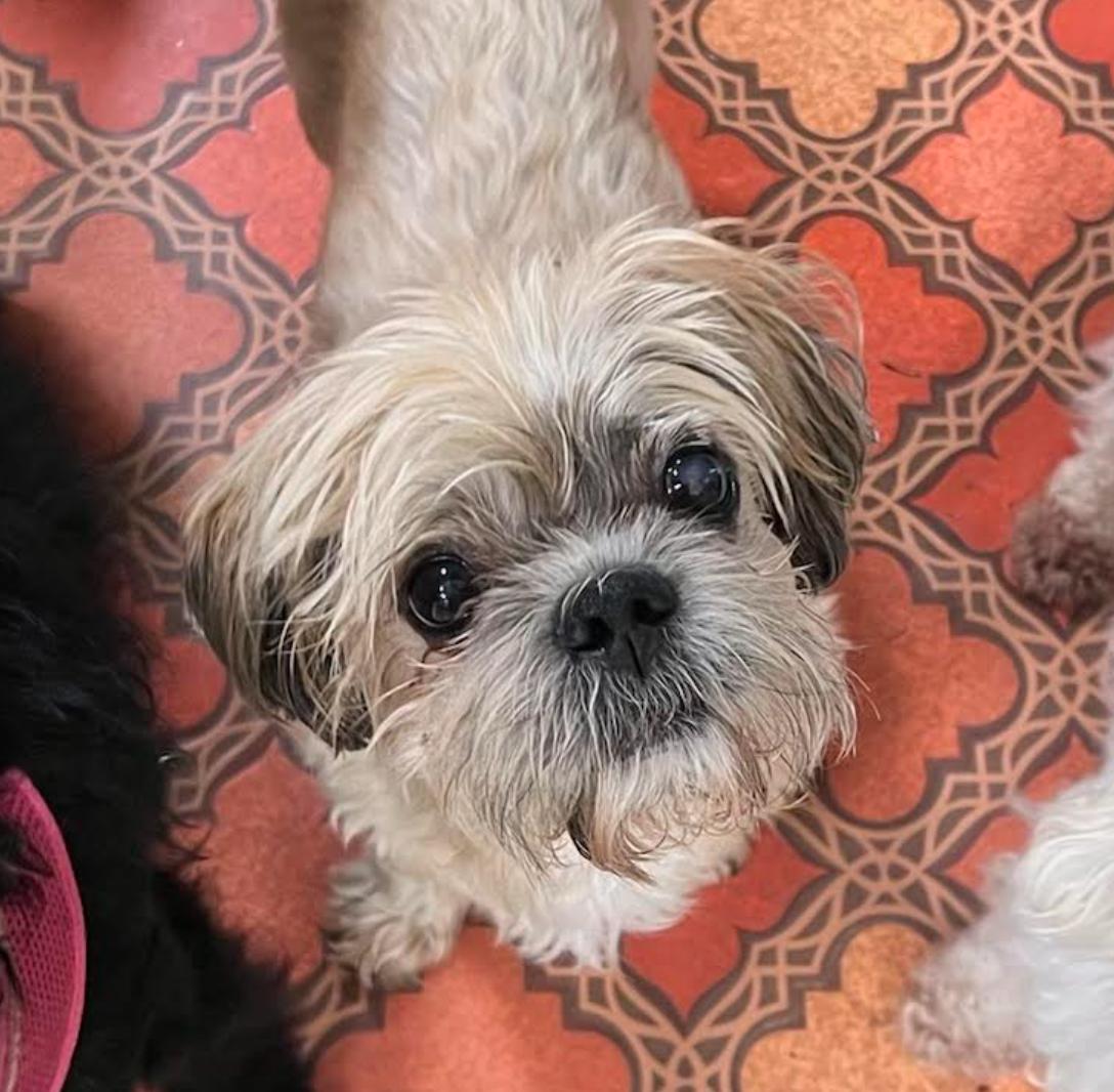 Enlarge Enzo, an adopted Shih Tzu in Foster, RI image 5/5