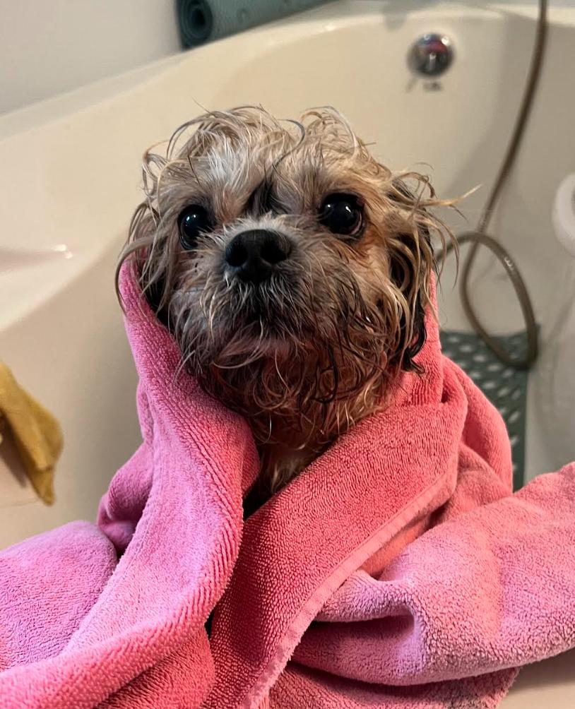 Enlarge Enzo, an adopted Shih Tzu in Foster, RI image 4/5