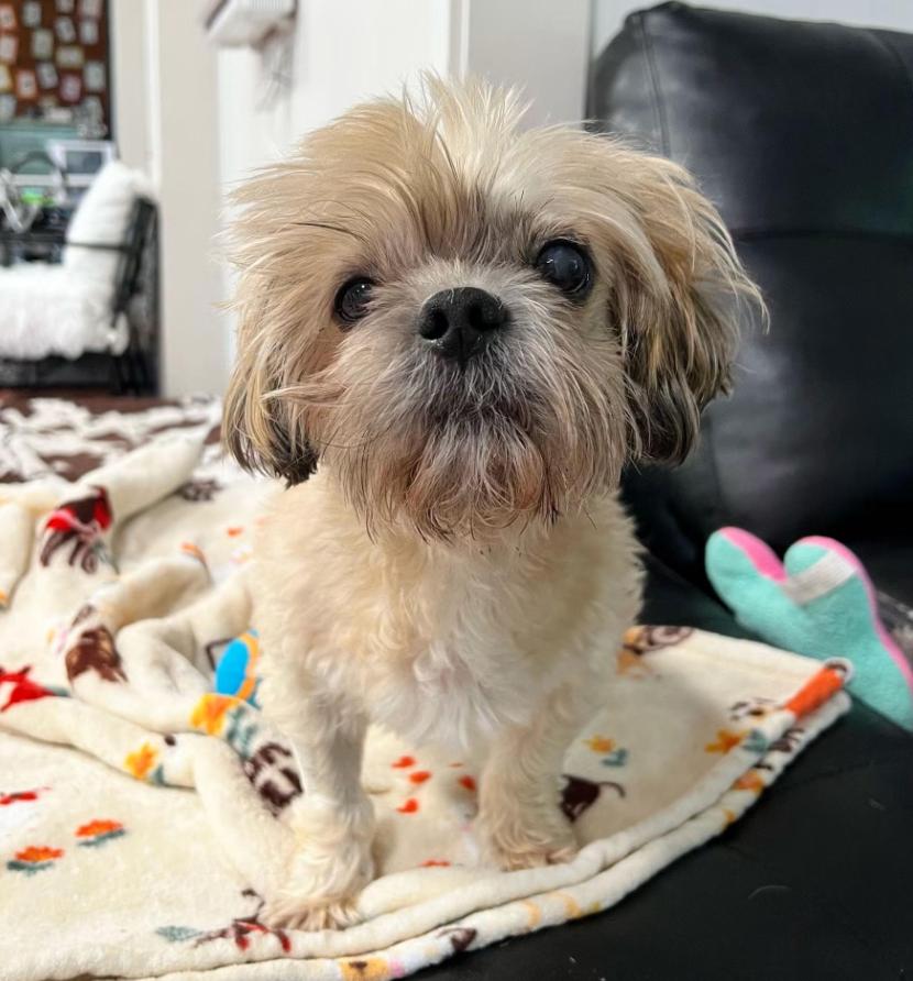 Enlarge Enzo, an adopted Shih Tzu in Foster, RI image 3/5