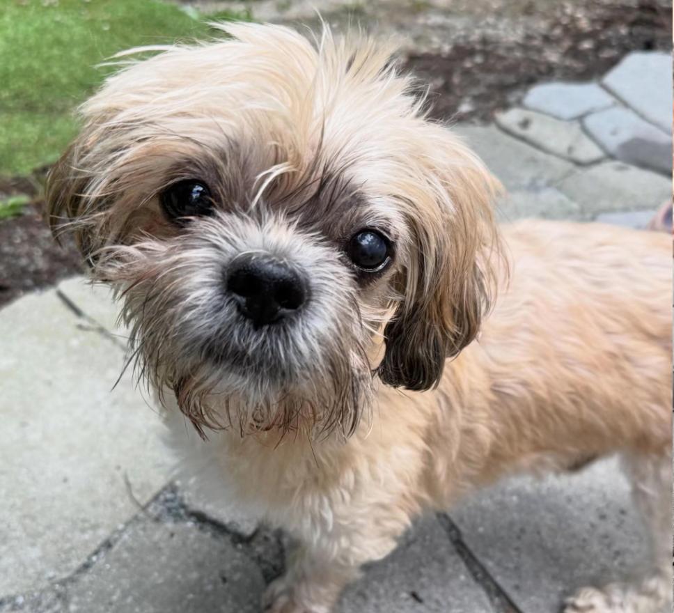 Enzo, adopted, Senior Male Shih Tzu.