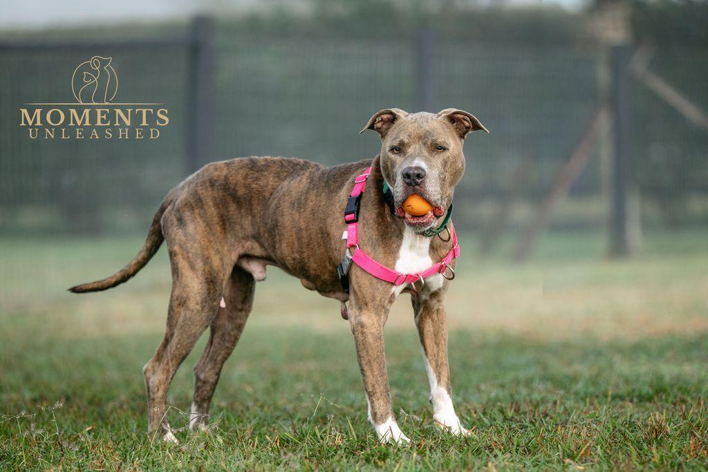 Enlarge Bradley , a ADOPTABLE mixed breed in Myakka City, FL image 6/6