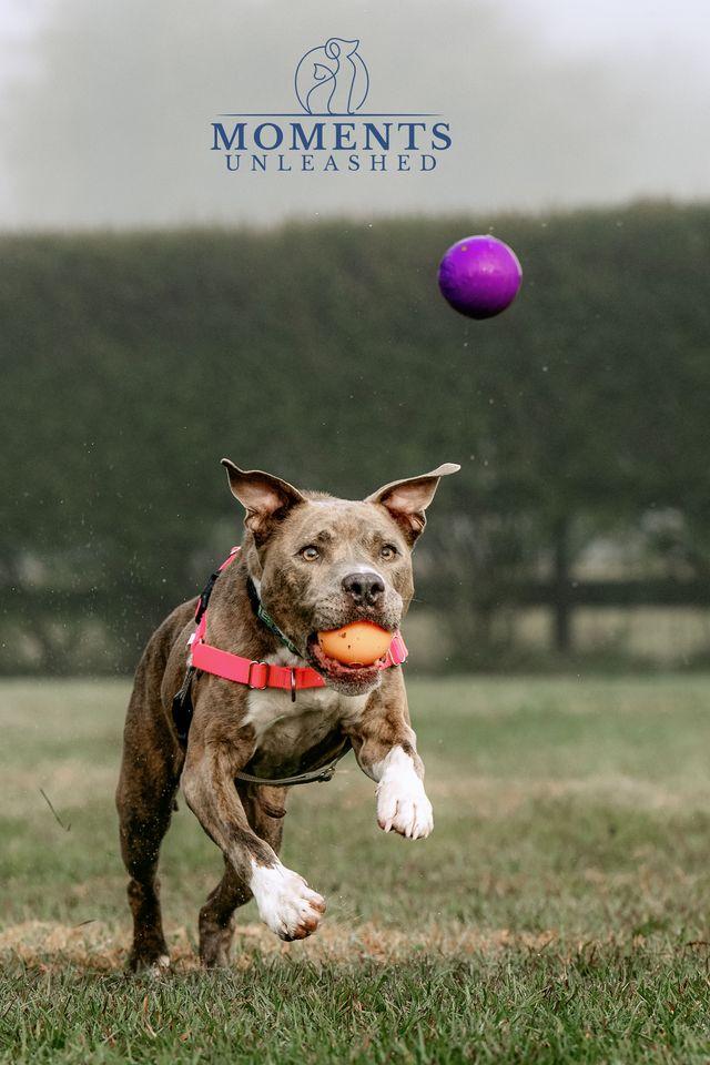 Enlarge Bradley , a ADOPTABLE mixed breed in Myakka City, FL image 3/6