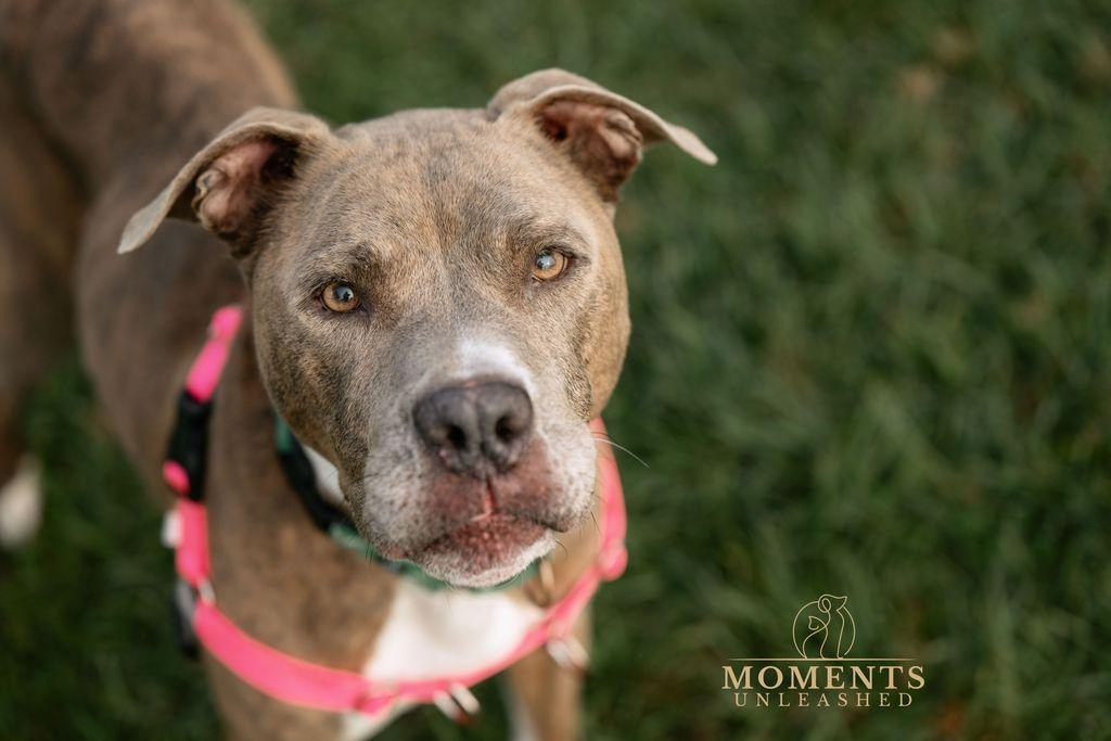 Enlarge Bradley , a ADOPTABLE mixed breed in Myakka City, FL image 1/6