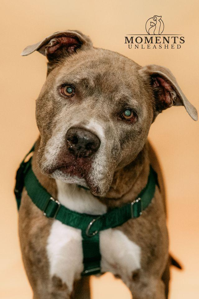 Bradley , a ADOPTABLE mixed breed in Myakka City, FL image 1/6