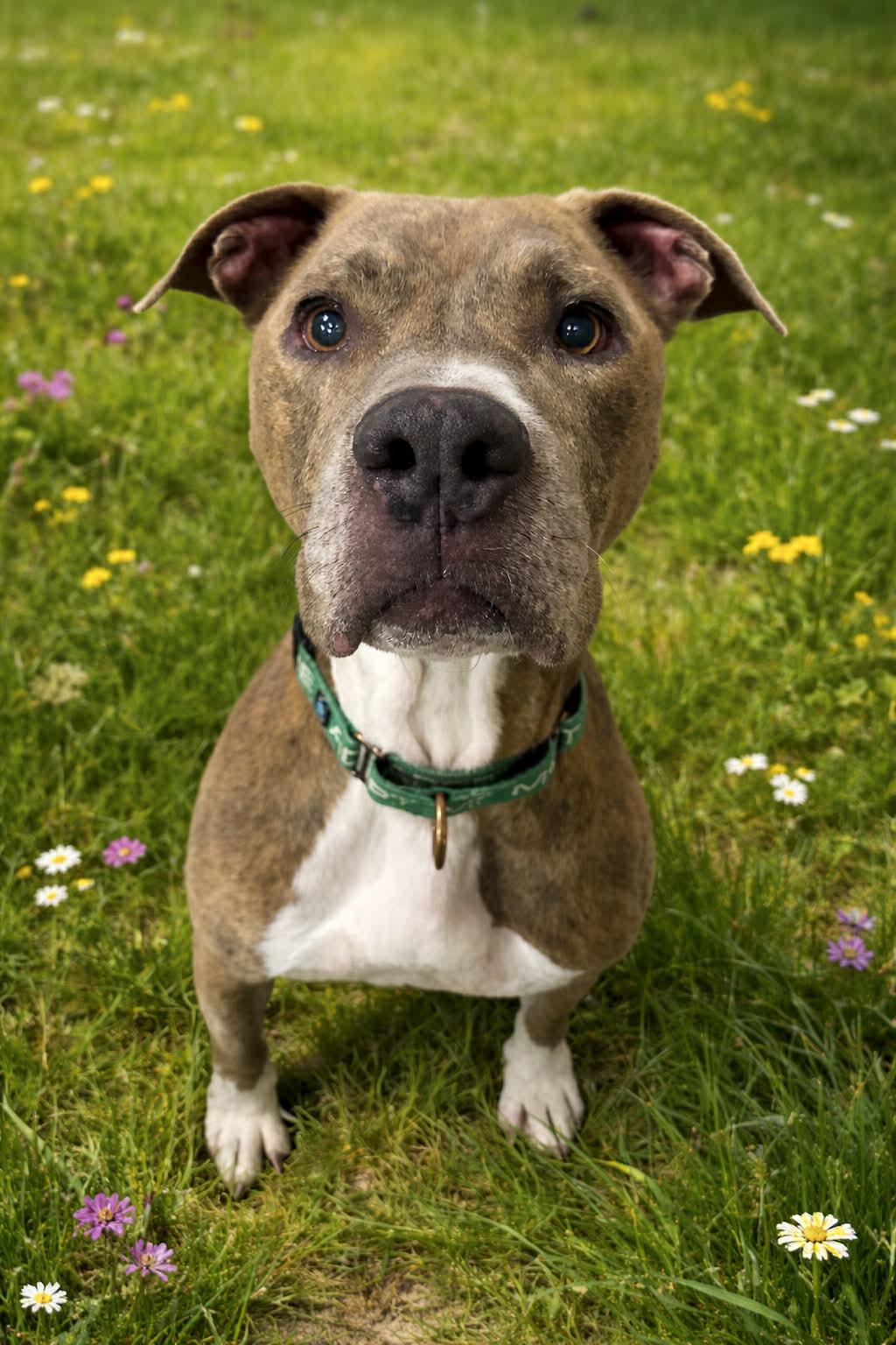 Enlarge Bradley , a ADOPTABLE mixed breed in Myakka City, FL image 2/6