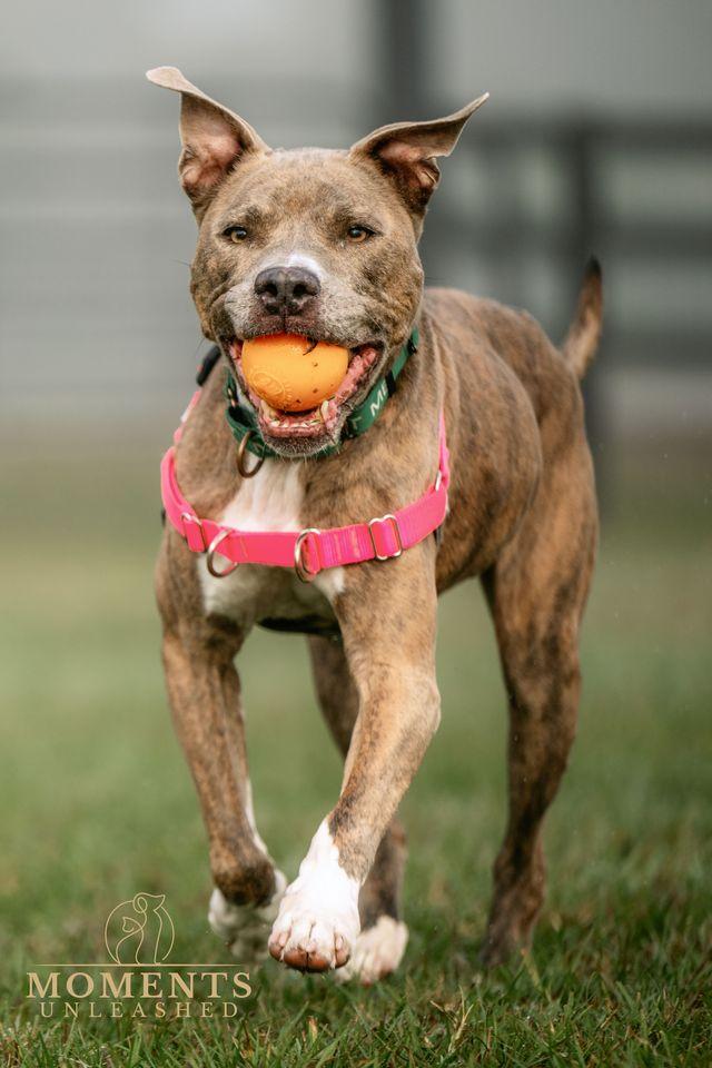Enlarge Bradley , a ADOPTABLE mixed breed in Myakka City, FL image 4/6