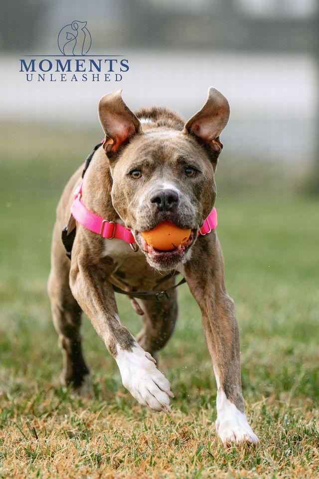 Enlarge Bradley , a ADOPTABLE mixed breed in Myakka City, FL image 5/6