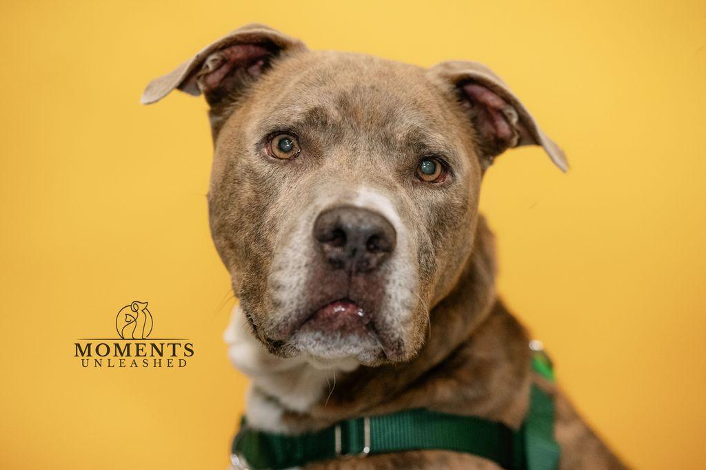 Bradley , a ADOPTABLE mixed breed in Myakka City, FL image 2/6