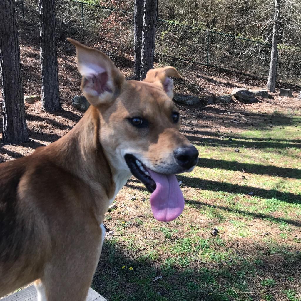 Luna, Adoptable, Young Female Beagle.