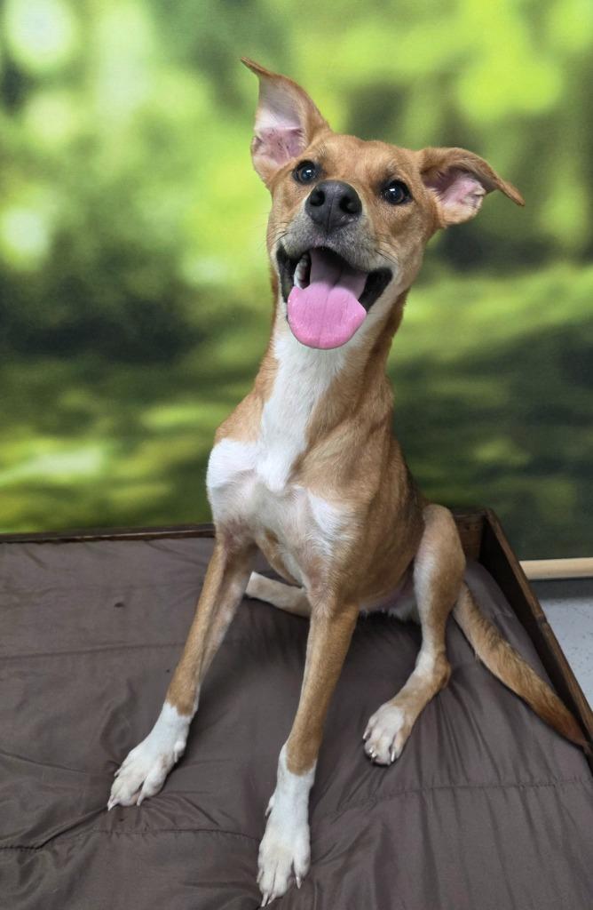 Enlarge Luna, a Adoptable mixed breed in Little Rock, AR image 2/2