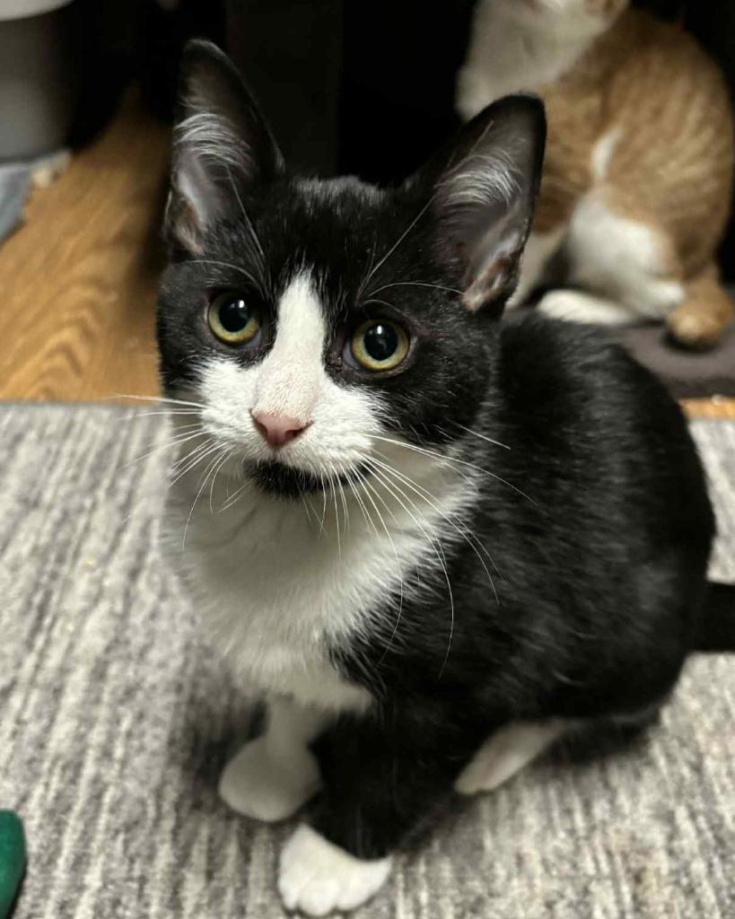 Rant, Adoptable, Young Male Domestic Short Hair.