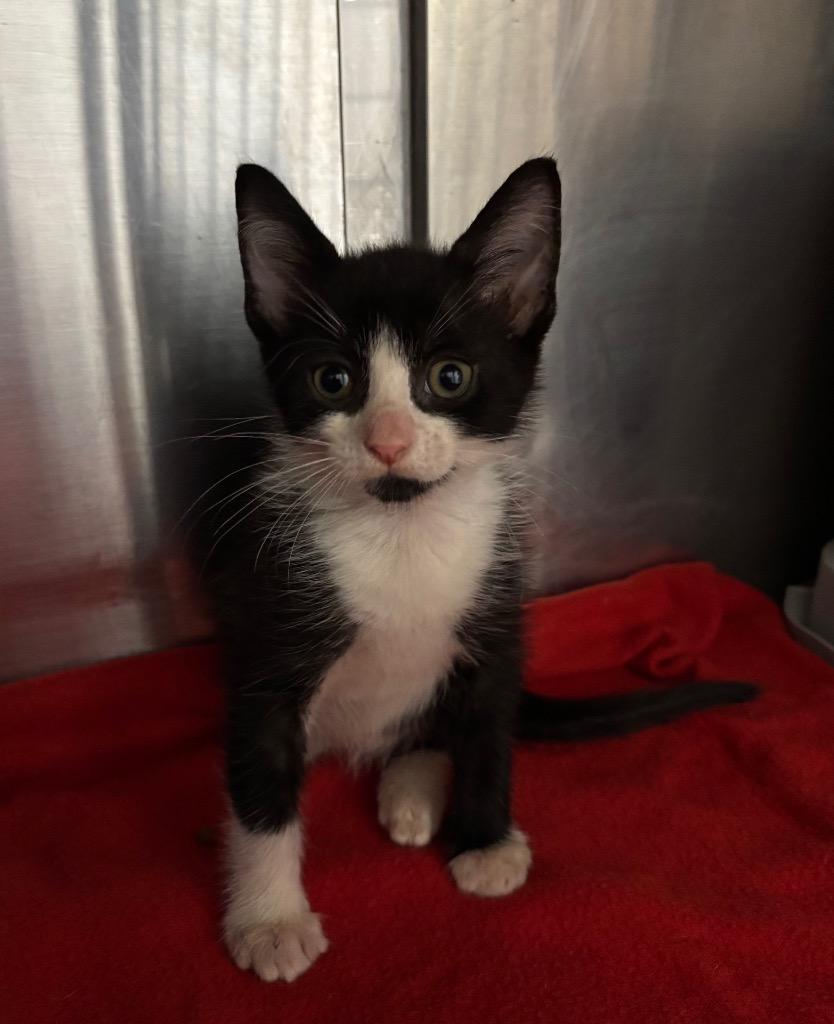 Enlarge Rant, a Adoptable mixed breed in Buford, GA image 3/6