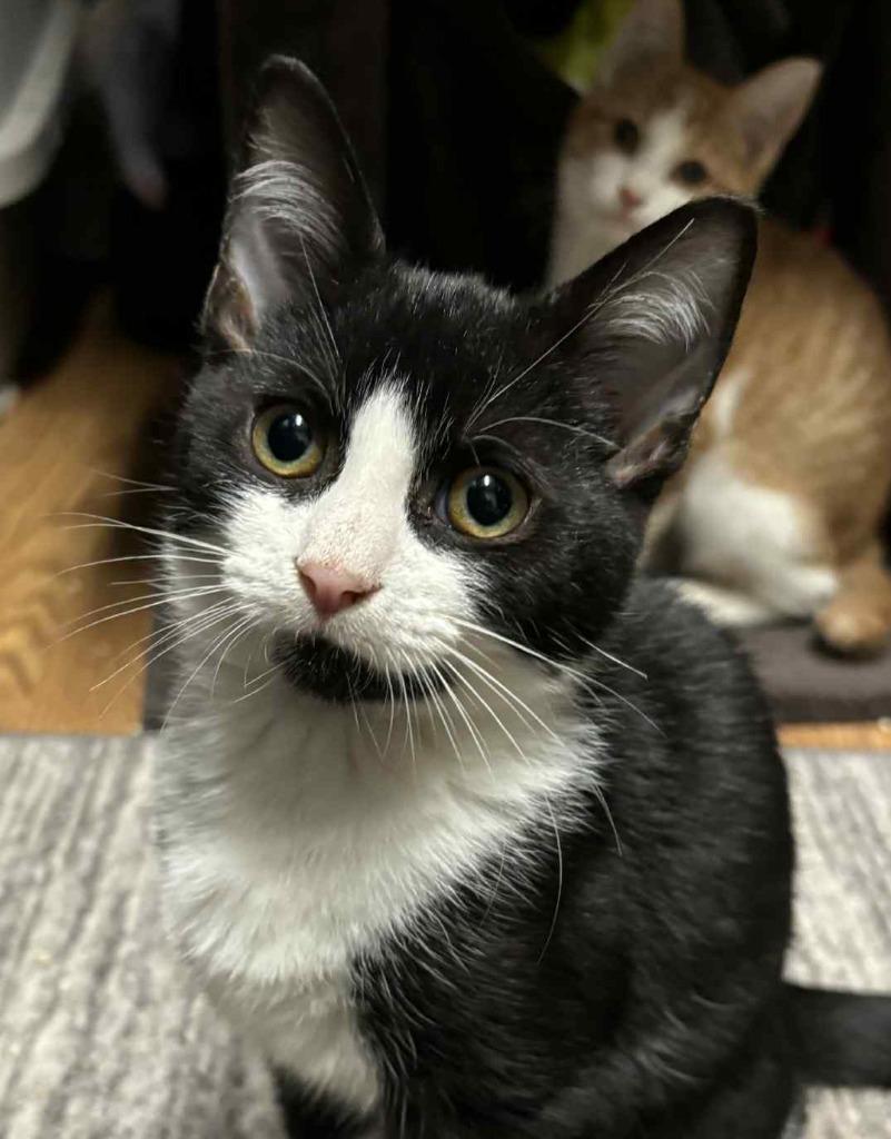 Enlarge Rant, a Adoptable mixed breed in Buford, GA image 3/6