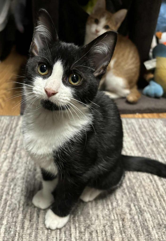 Enlarge Rant, a Adoptable mixed breed in Buford, GA image 4/6