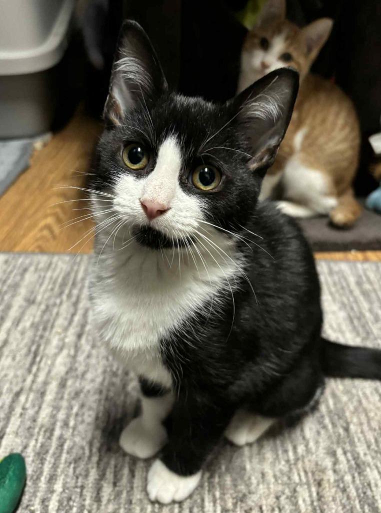 Enlarge Rant, a Adoptable mixed breed in Buford, GA image 5/6