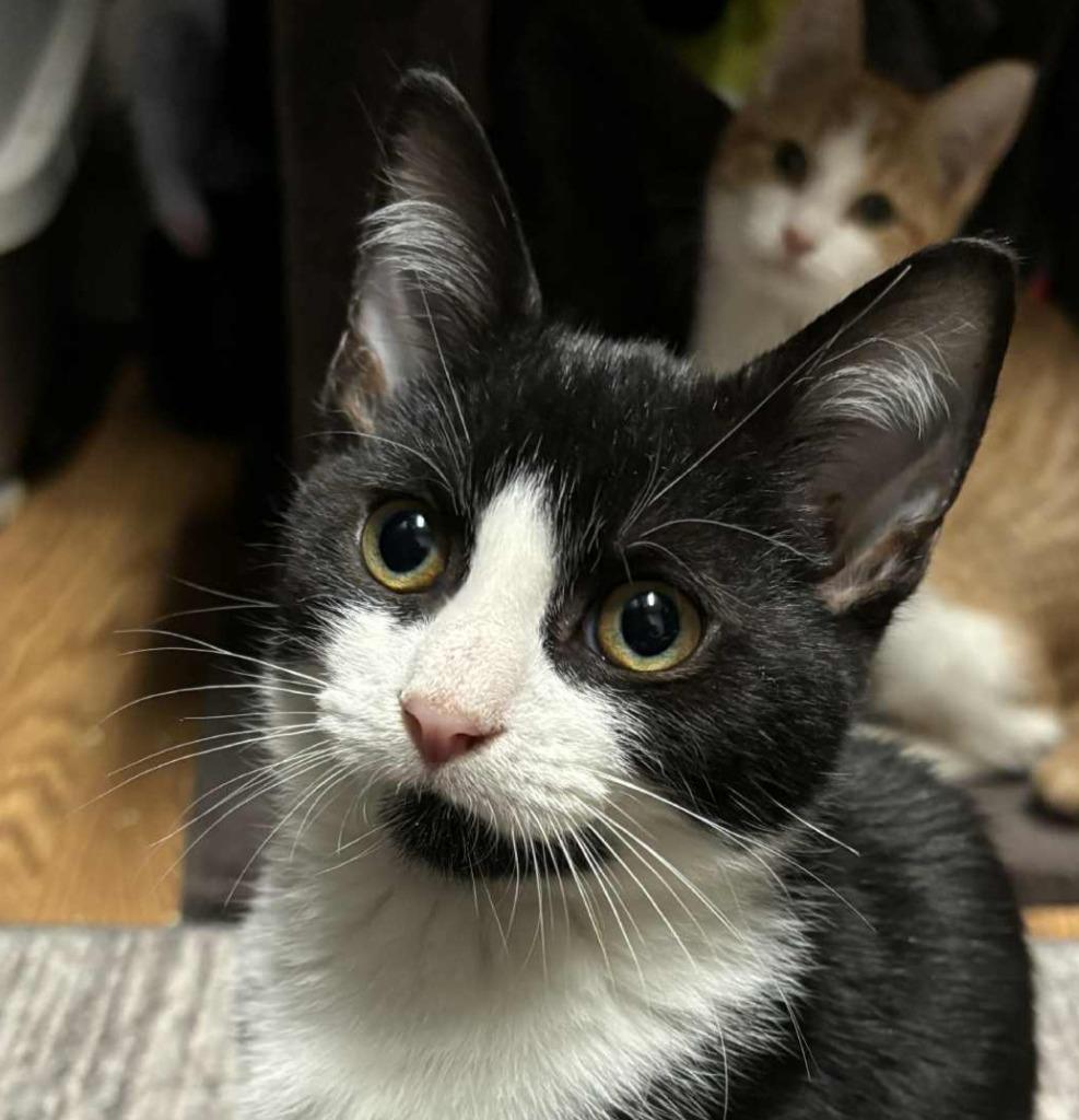 Enlarge Rant, a Adoptable mixed breed in Buford, GA image 6/6