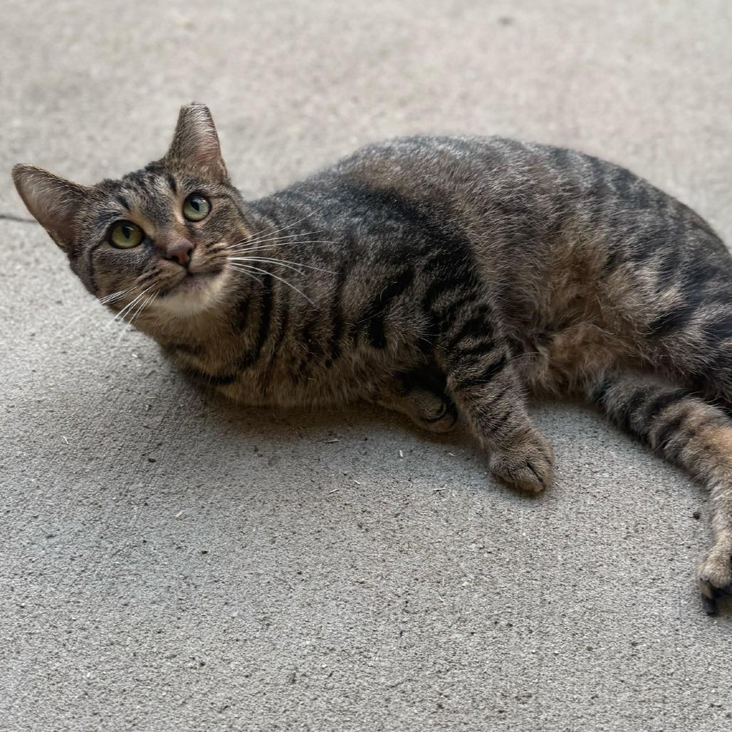 Marigold, Adoptable, Adult Female Domestic Short Hair.