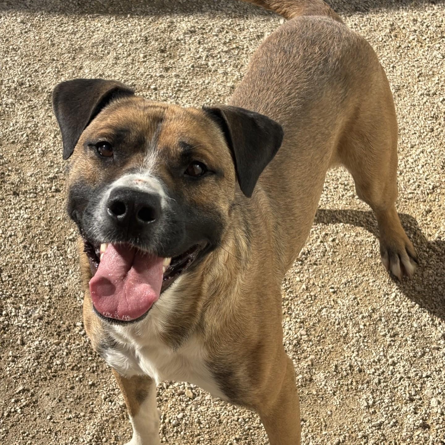 Enlarge Simon, a Adoptable mixed breed in Winnipeg, MB image 6/6