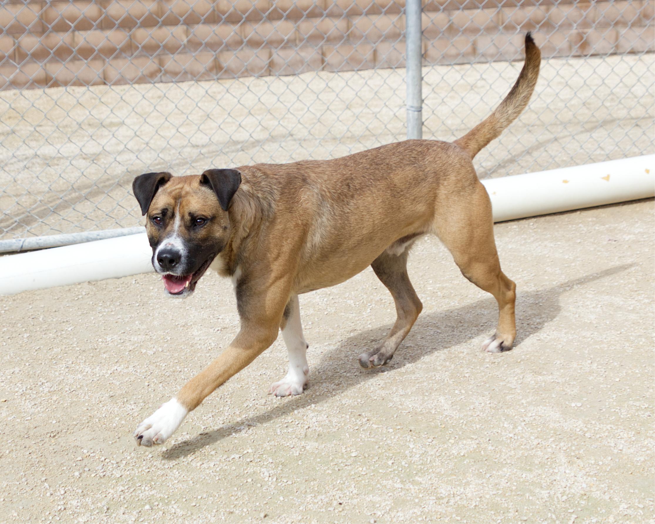Enlarge Simon, a Adoptable mixed breed in Winnipeg, MB image 3/6