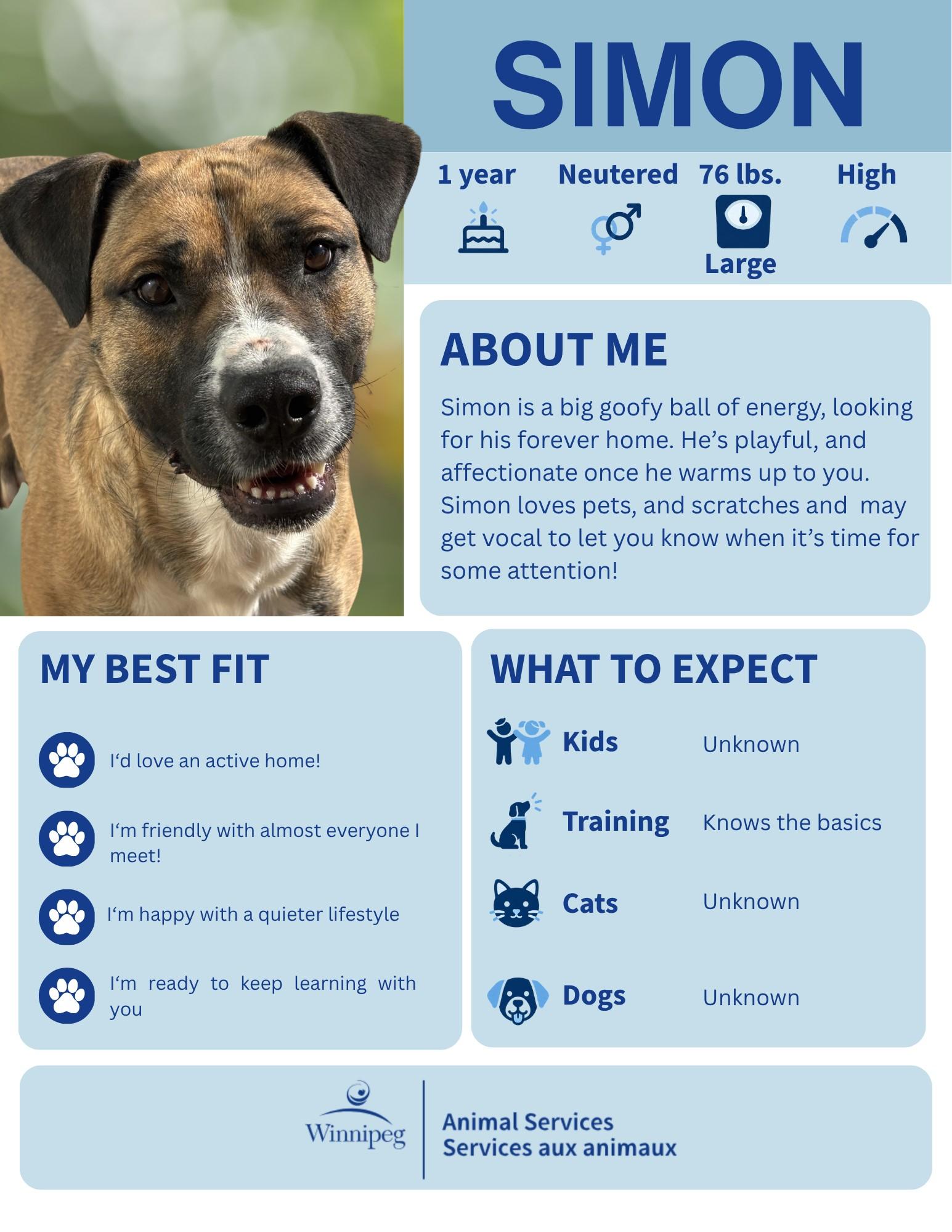 Simon, Adoptable, Adult Male German Shepherd Dog.