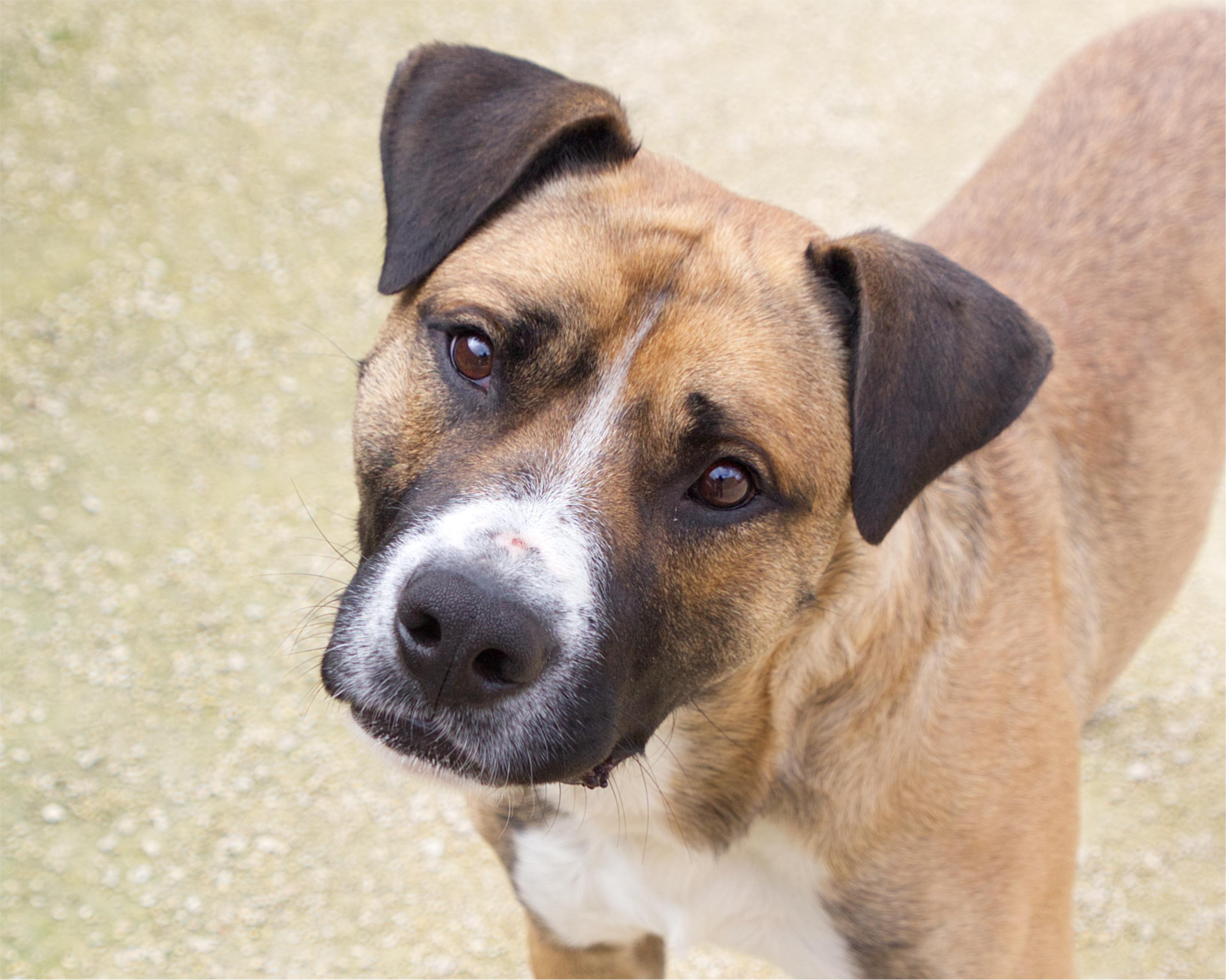 Enlarge Simon, a Adoptable mixed breed in Winnipeg, MB image 2/6