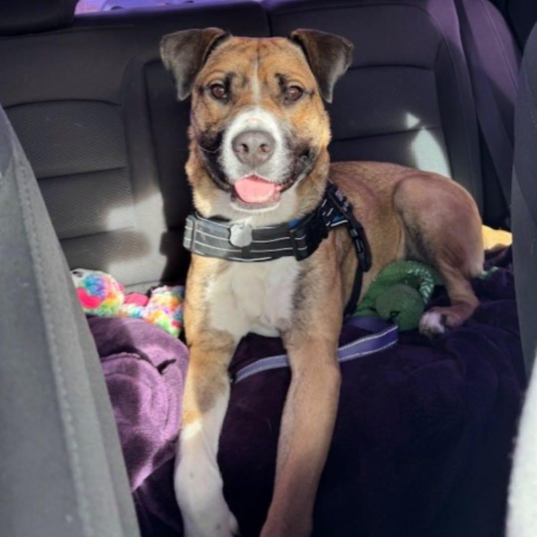 Enlarge Simon, a Adoptable mixed breed in Winnipeg, MB image 6/6
