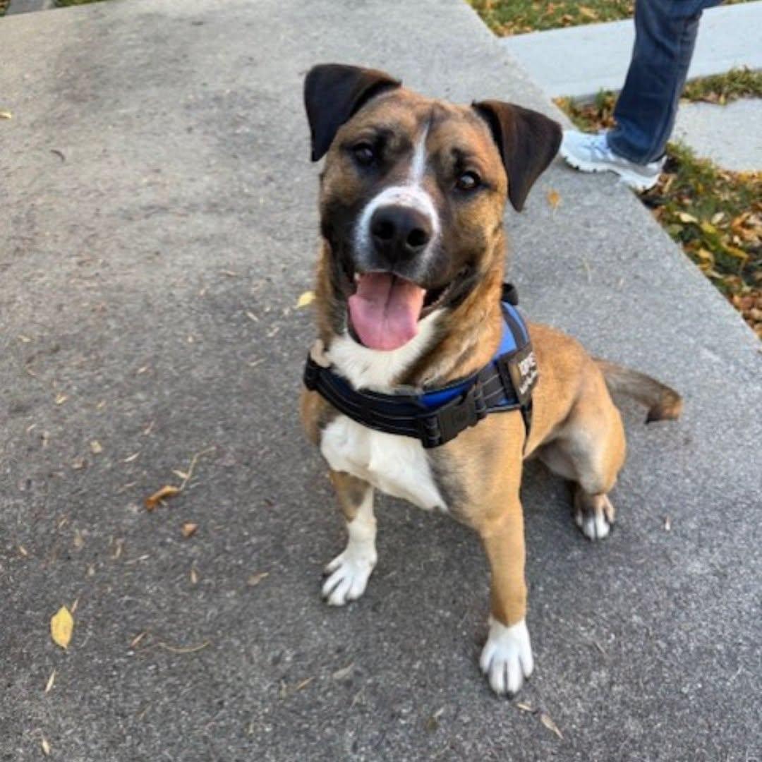 Enlarge Simon, a Adoptable mixed breed in Winnipeg, MB image 4/6