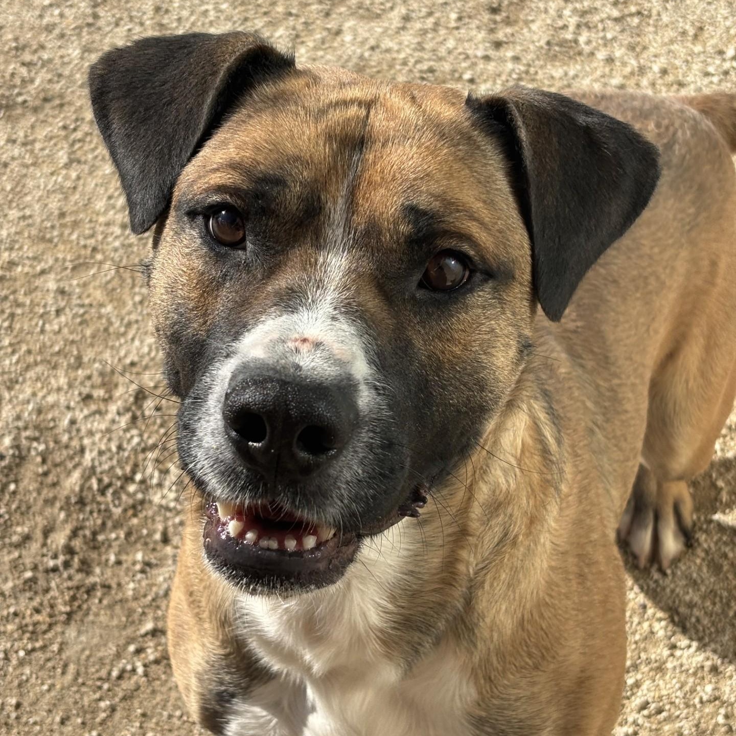 Enlarge Simon, a Adoptable mixed breed in Winnipeg, MB image 5/6