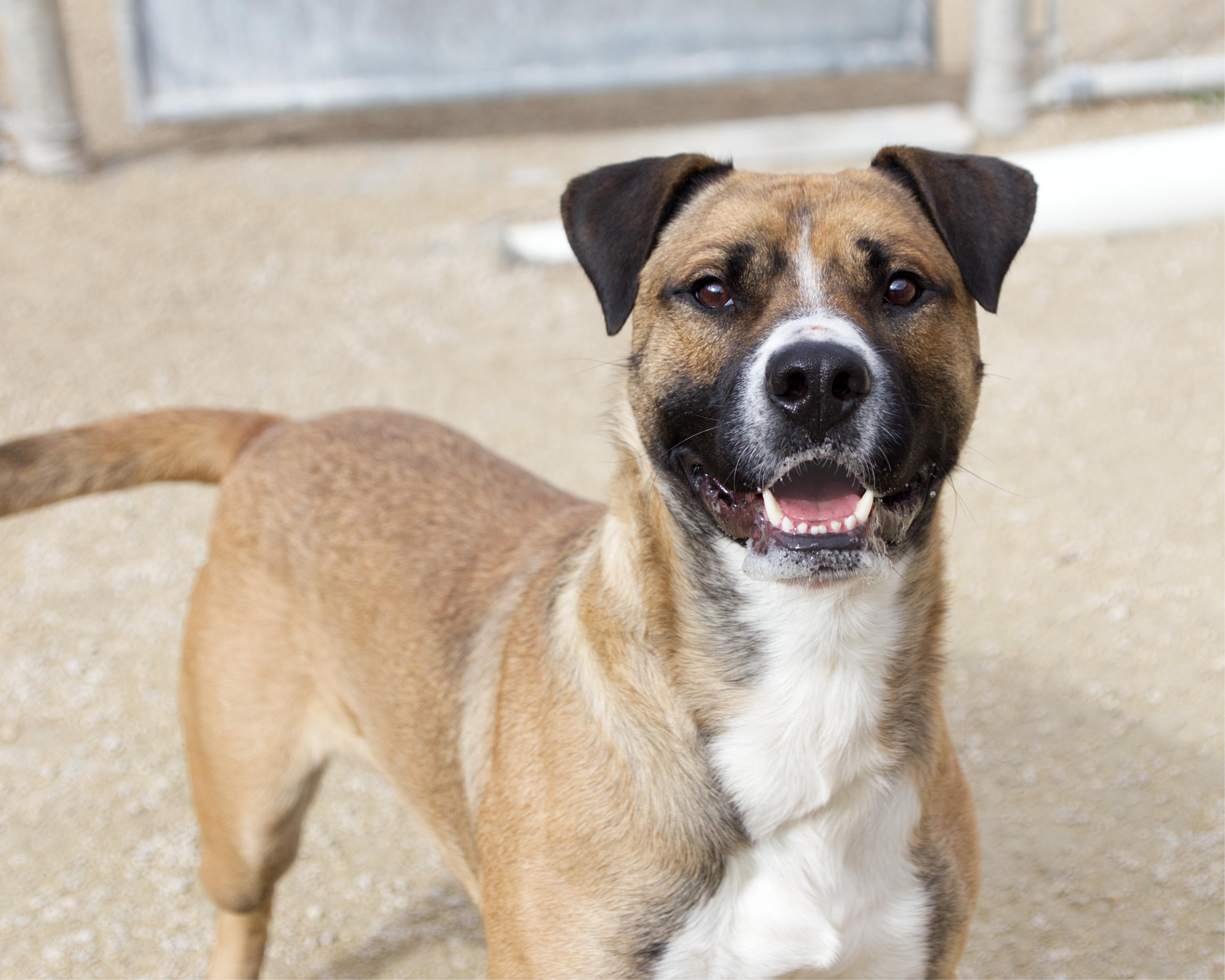 Enlarge Simon, a Adoptable mixed breed in Winnipeg, MB image 4/6
