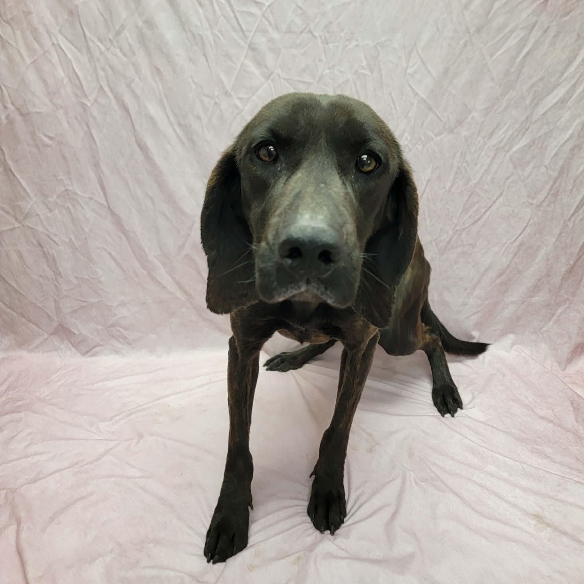 Enlarge Ruthie The Ruthless, a ADOPTABLE Plott Hound in Statesboro, GA image 1/1