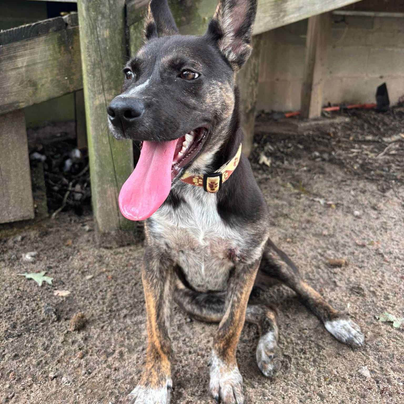 Kalili, Adopted, Young Female Australian Cattle Dog / Blue Heeler.