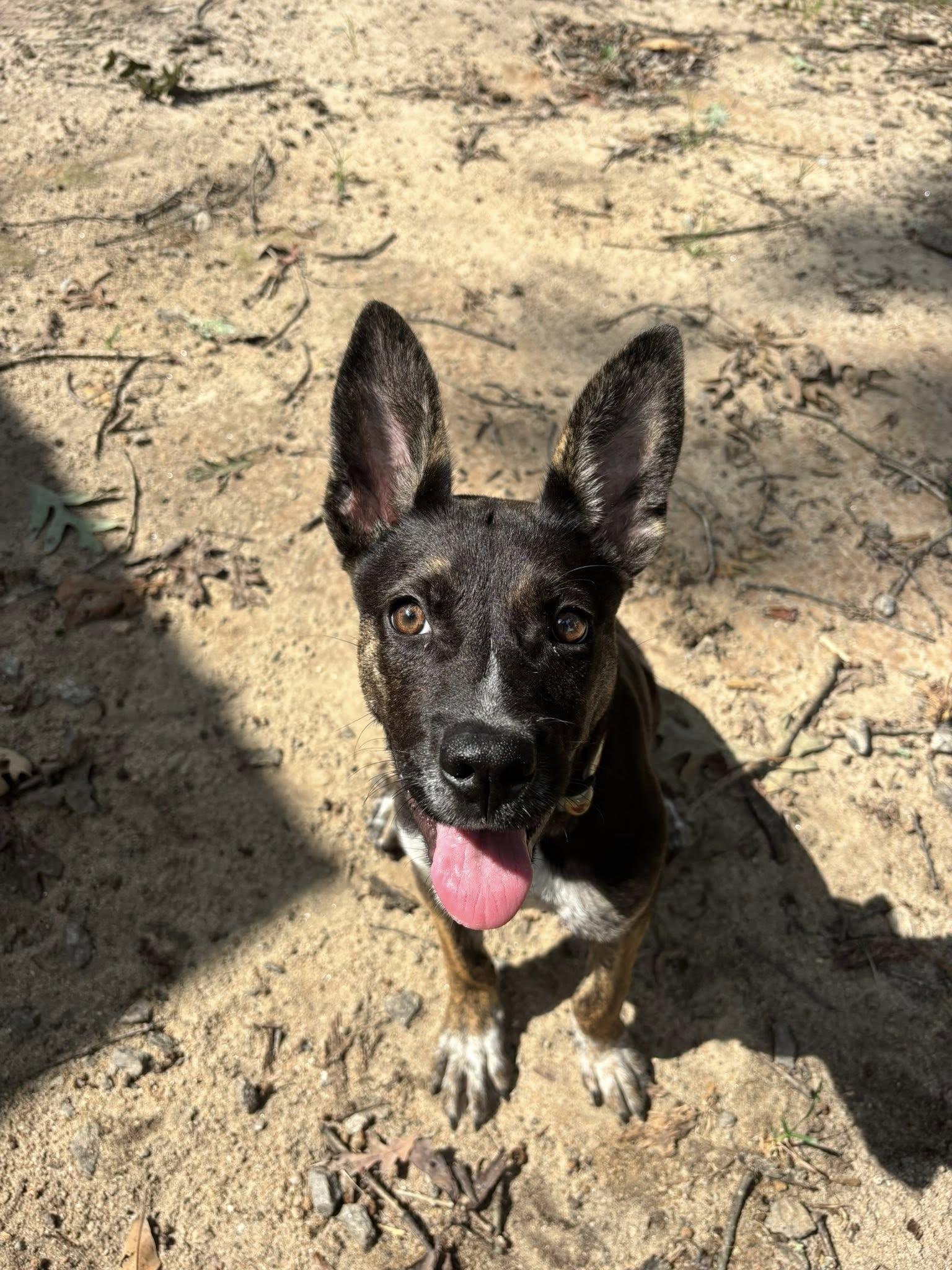 Enlarge Kalili, a Adopted mixed breed in Colbert, GA image 2/3