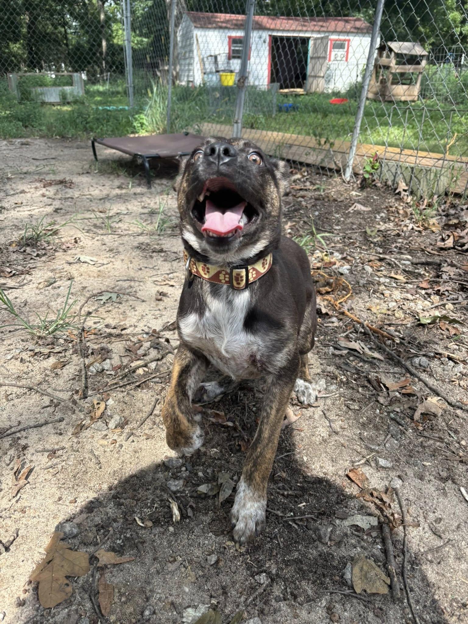 Kalili, Adopted, Young Female Australian Cattle Dog / Blue Heeler.