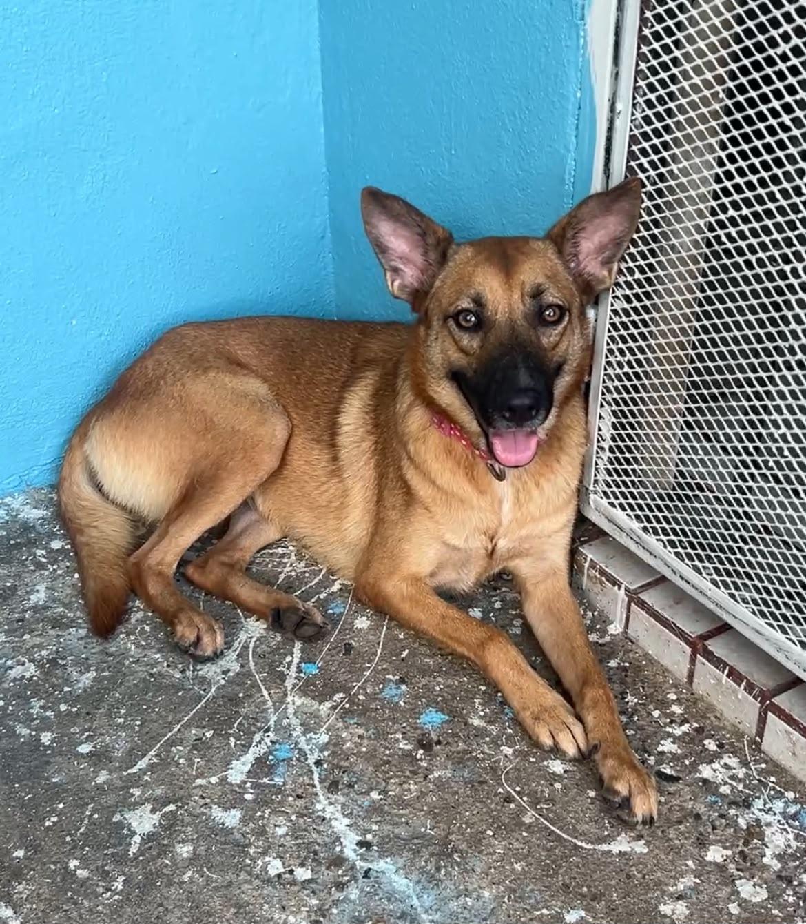 Lola, Adoptable, Young Female Shepherd & Black Mouth Cur.