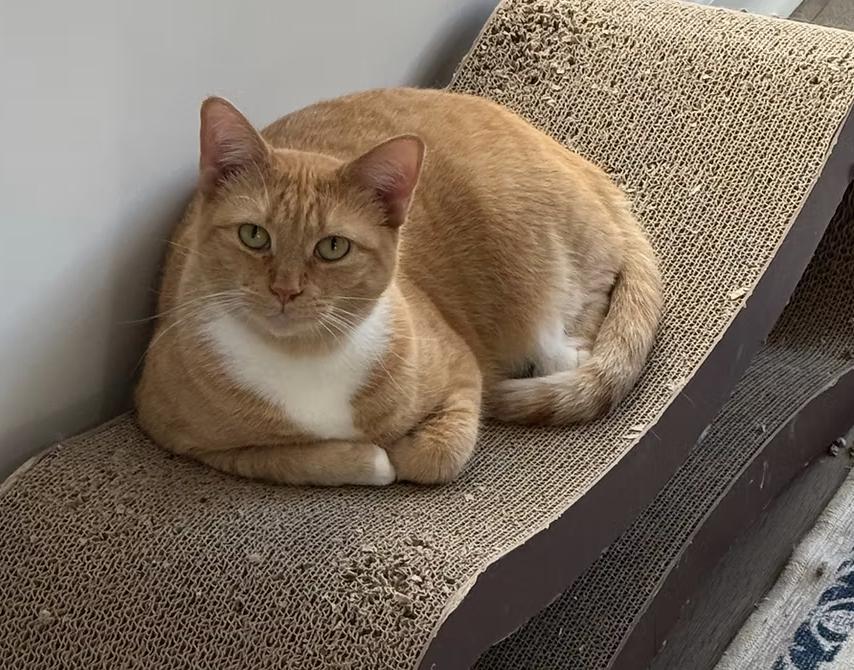 Enlarge Ari, a Adoptable Domestic Short Hair in Fuauay Varina, NC image 1/1