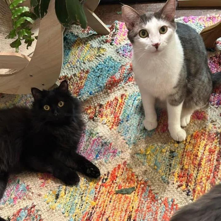 Freyer Medina, Adoptable, Adult Male Domestic Short Hair.