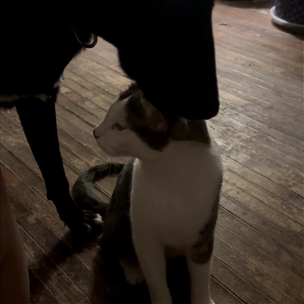 Freyer Medina — thumbnail 2