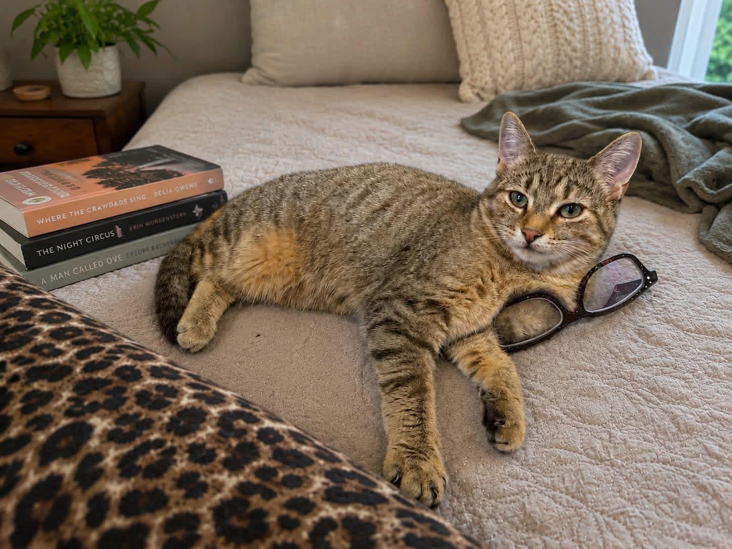 Sorbet and Mochi, a ADOPTABLE American Shorthair in West Pittston, PA image 4/4