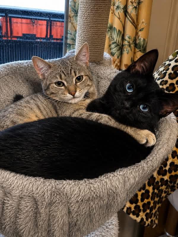 Sorbet and Mochi, a ADOPTABLE American Shorthair in West Pittston, PA image 3/4